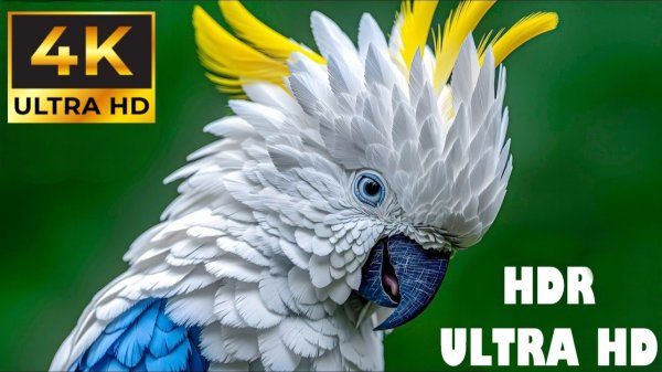 НЕПЕРЕВЗОЙДЕННАЯ КРАСОТА 4К ВИДЕО