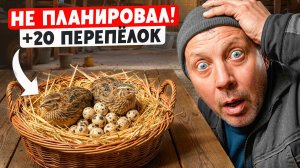 КАК у меня ПОЯВИЛИСЬ 20 ПЕРЕПЁЛОК (я НЕ ПЛАНИРОВАЛ)! Распаковка клетки + первые итоги. #МоеПодворье