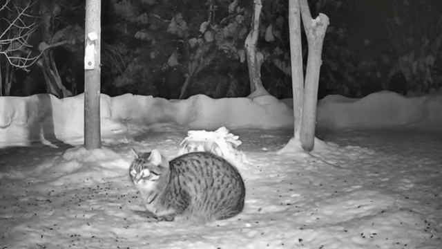 Кот: Странно- сало лежит а никого нет. Скучно