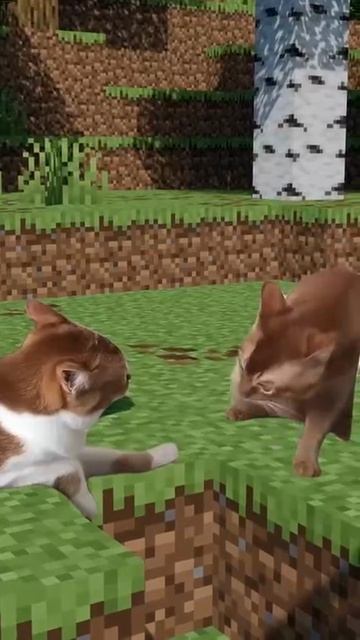 недолгая жизнь кота