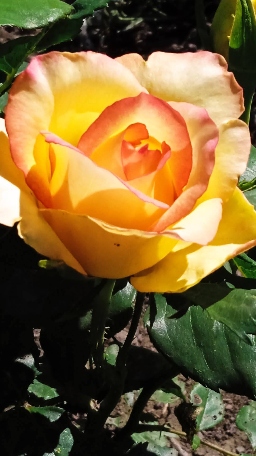 За полгода, до Нового года!🎄 23-01-2026 смотреть онлайн