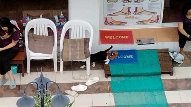 Кошка в гольфах)) смотреть онлайн