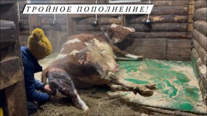 Отёл айрширской коровы! От потуг до появления теленка! Первое кормление!