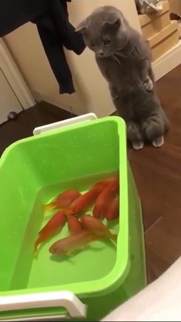 Ани чё живые смотреть онлайн