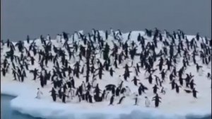 1000010604.mp4🌲«Весёлые пингвины: плавание и бег»

🌲