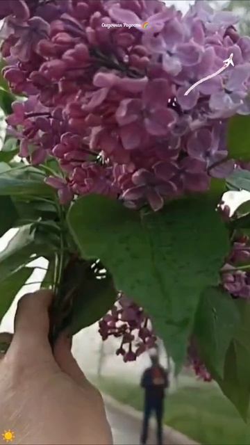 #мое #доброеутро #туман #весна #сирень #рассвет #напозитиве #привет #саратов #событиедня #8мая2025г смотреть онлайн