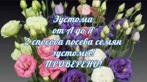 ЭУСТОМА от А до Я! Два способа посева семян эустомы. ПРОВЕРЕНО!