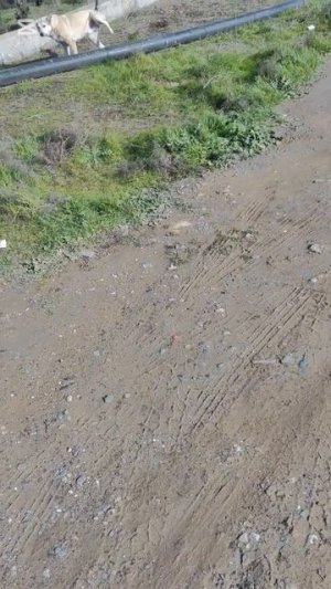 Вот этим собачкам нужны будки