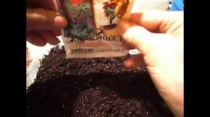 2156.   часть 1 картофельного эксперимента.