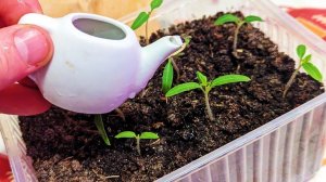 Самые действенные подкормки которые делаются из того, что есть дома для рассады и домашних растений!