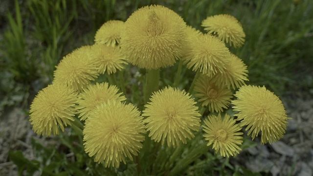 Dolby Vision HDR: цветы как никогда раньше смотреть онлайн