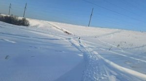 Рабочий лабрадор, такой какой он есть. Сила, выносливость и will tu please.