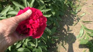 Пион "Искра Надежды"