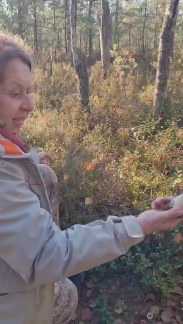 БЕЛЫЕ ГРИБЫ как пузырики, осенний сбор грибов смотреть онлайн