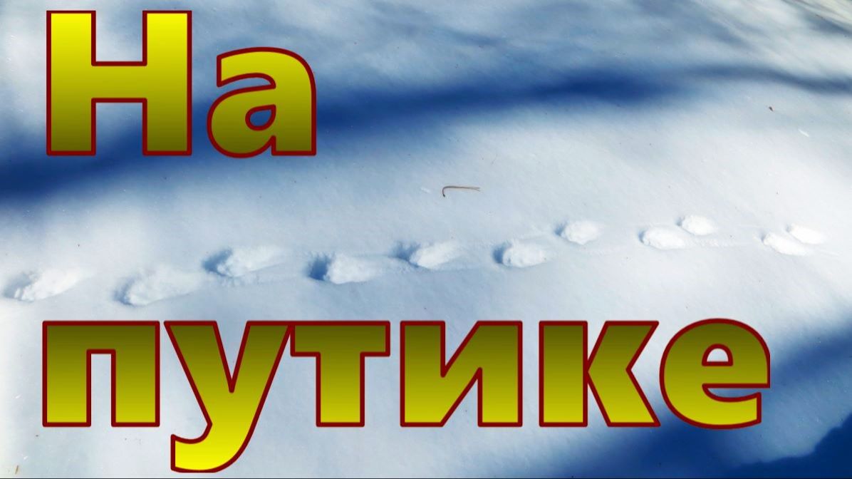 Проверил путик результат слабоват соболь есть соболь подходит к установкам но в капкан не идёт смотреть онлайн
