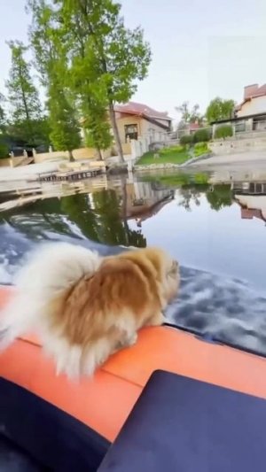 Ну такое себе, ныряльщики🤭))