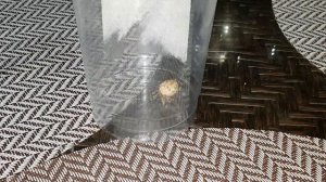 ОТПРАВИТЬ ПАУКА ЗА УДАЧЕЙ