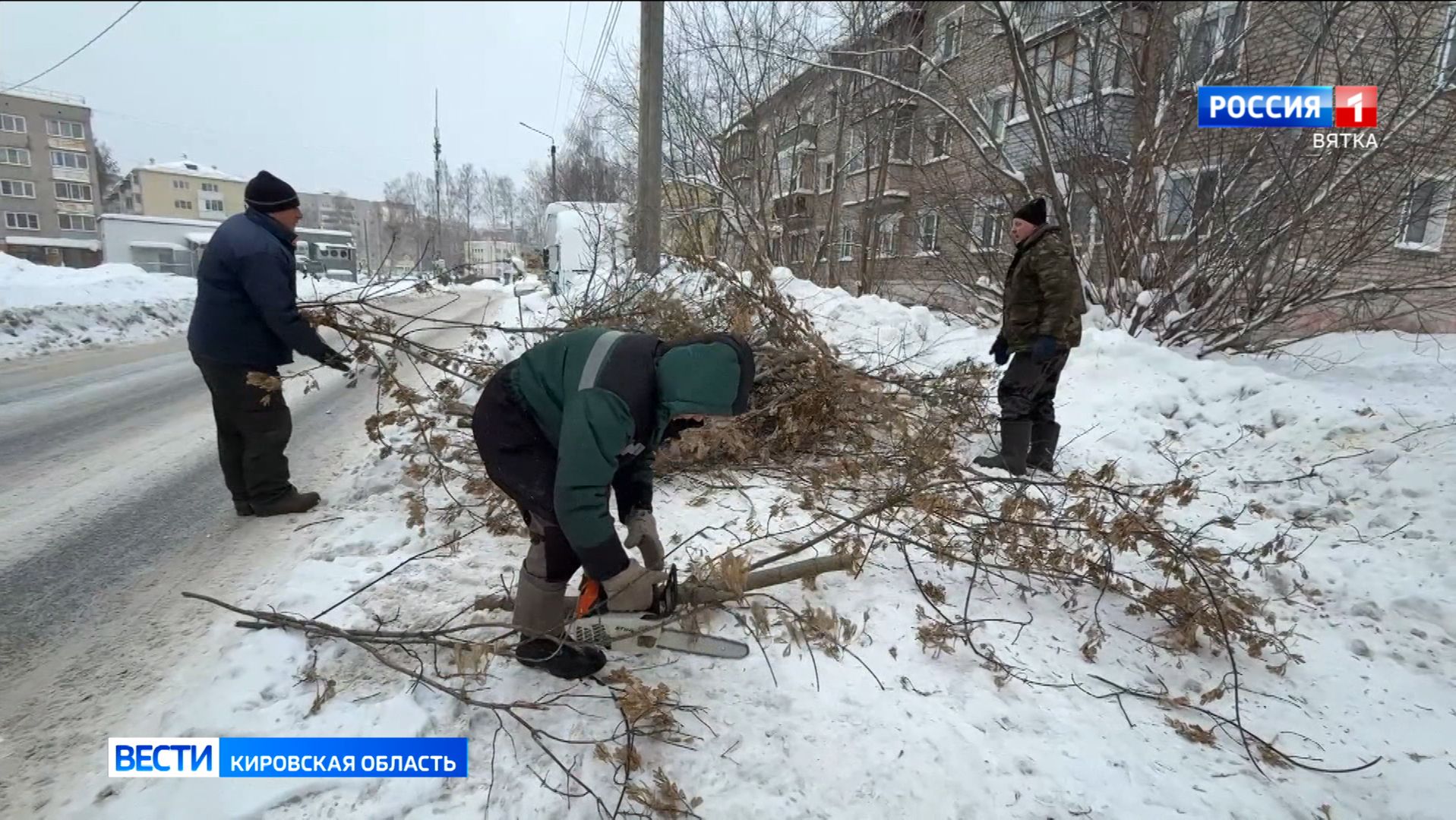 В Кирове проводят зимнюю уборку аварийных деревьев смотреть онлайн
