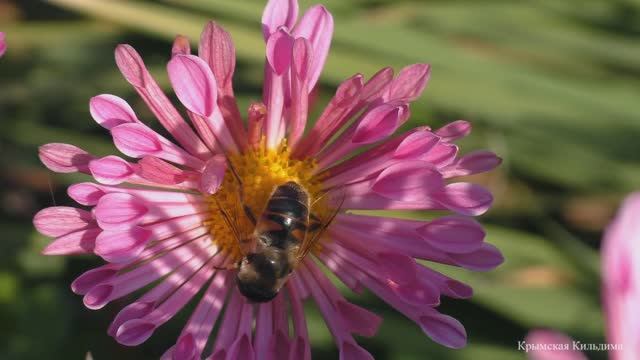 Оса или пчела ? смотреть онлайн