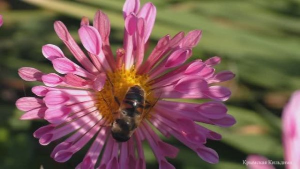 Оса или пчела ?