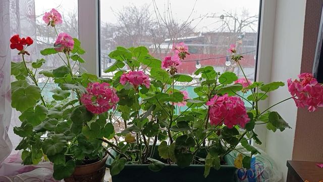 А мы радуемся и цветём 🌸 и пахнем смотреть онлайн