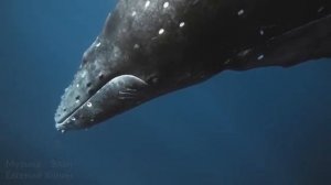 Исцеляющее Пение Китов для Снятия Напряжения, Энергетических Блоков и Глубокой Релаксации 895 гц