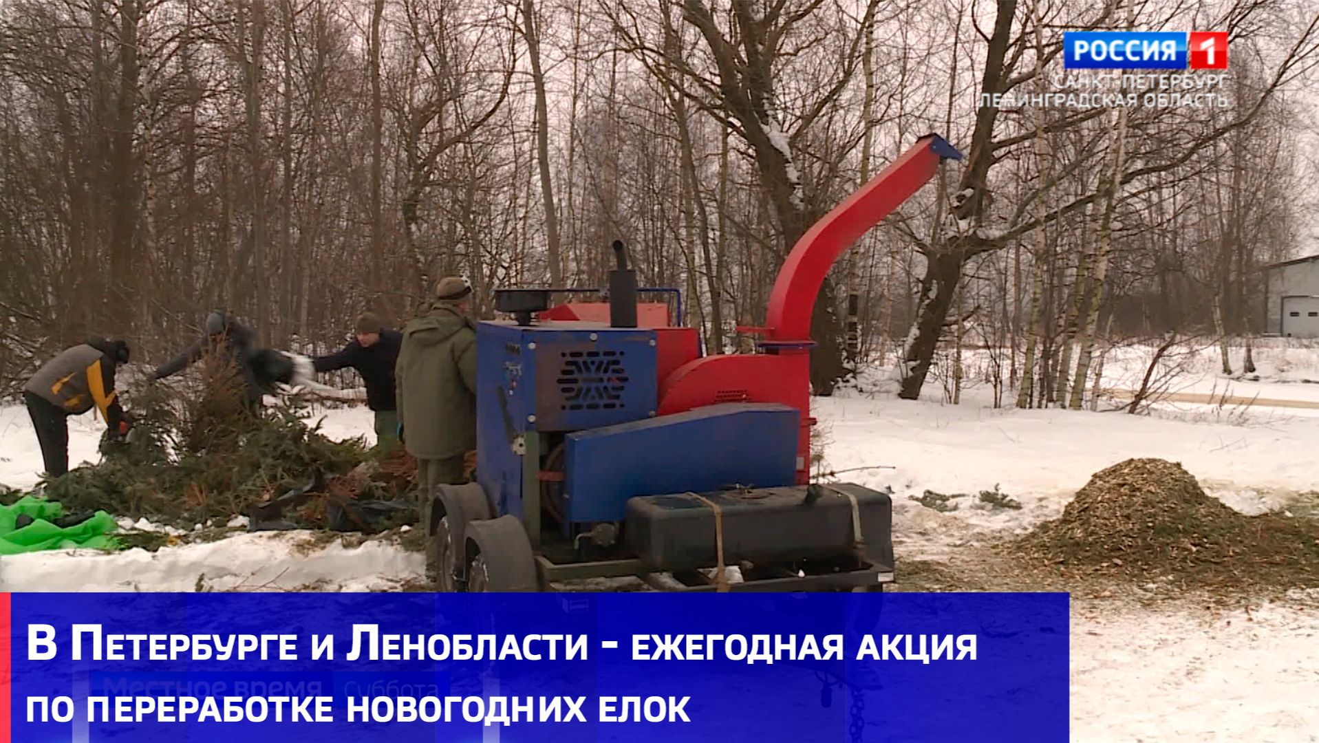 В Петербурге и Ленобласти ежегодная акция по переработке новогодних елок смотреть онлайн