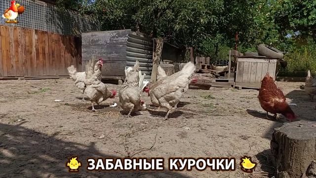 Забавные курочки несушки на сельском подворье 🤗😂😜 (99) смотреть онлайн