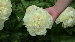 пион Blonde Vision (Hollingsworth, 2010)