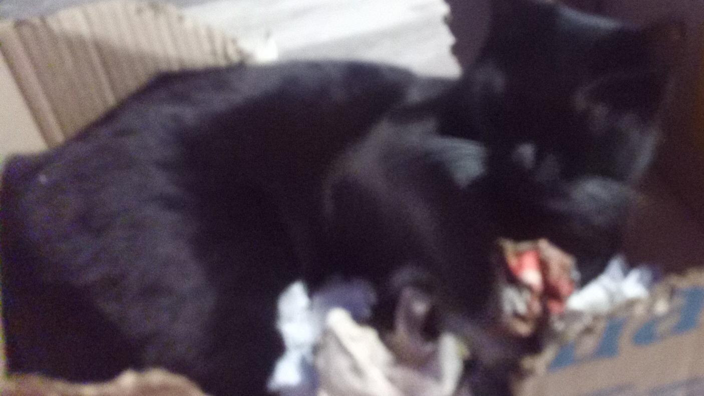 моя кошка Эльза играется в коробке