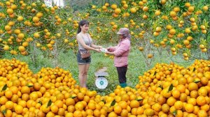 Собираю спелые апельсины в большой апельсиновой роще для продажи. Жизнь во Вьетнаме. Нхат