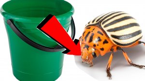 Как избавиться от колорадского жука За 3 Секунды..!!!..!!!..!!!..