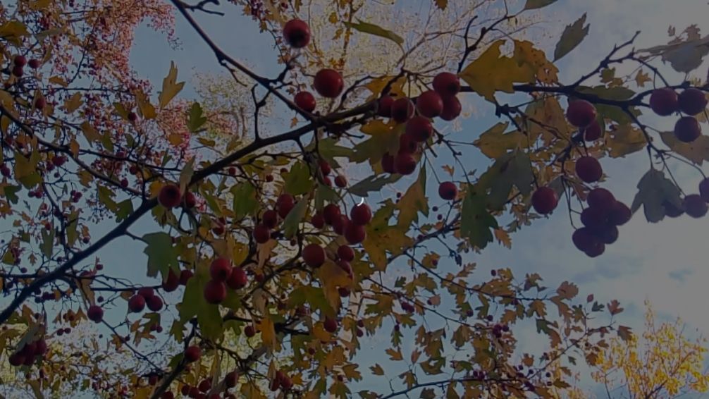 Природа 2025 боярышник обыкновенный осень смотреть онлайн