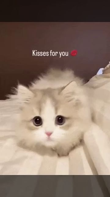 VID-20240918-WA0005.mp4 смотреть онлайн