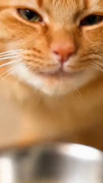 Рыжий кот - Чемпион!!!