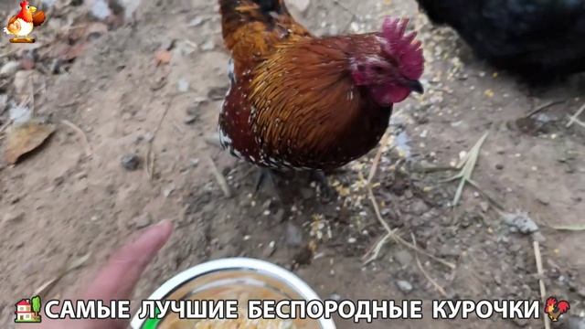 Цыплята и Курочки селяночки лучшие беспородные несушки 🥚 (430) смотреть онлайн