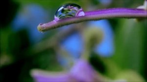 «Цветы на фоне Моцарта». Музыка детям с ОВЗ.