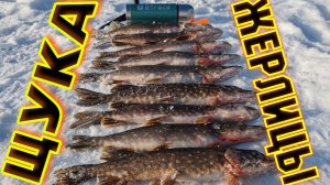 Ловля щуки на Жерлицы