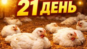 Бройлеры на ферментационной подстилке | 21 день | Выращивание без ветаптечки