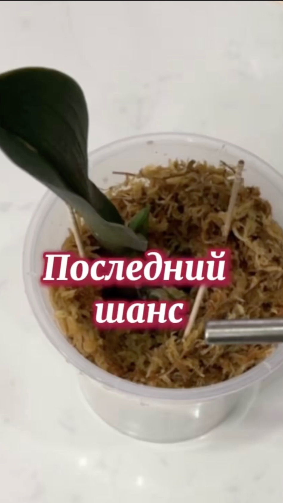 Как мы спасали орхидею