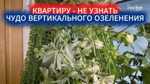 ВЕРТИКАЛЬНЫЙ САД В КВАРТИРЕ - ФИТОСТЕНА. КАКИЕ РАСТЕНИЯ ПОДОБРАТЬ ДЛЯ ФИТОСТЕНЫ И КАК УХАЖИВАТЬ