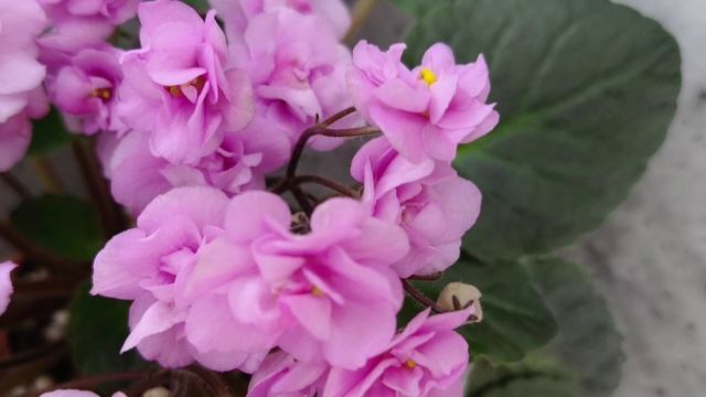 Фиалка трейлер Dresden Doll