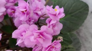 Фиалка трейлер Dresden Doll