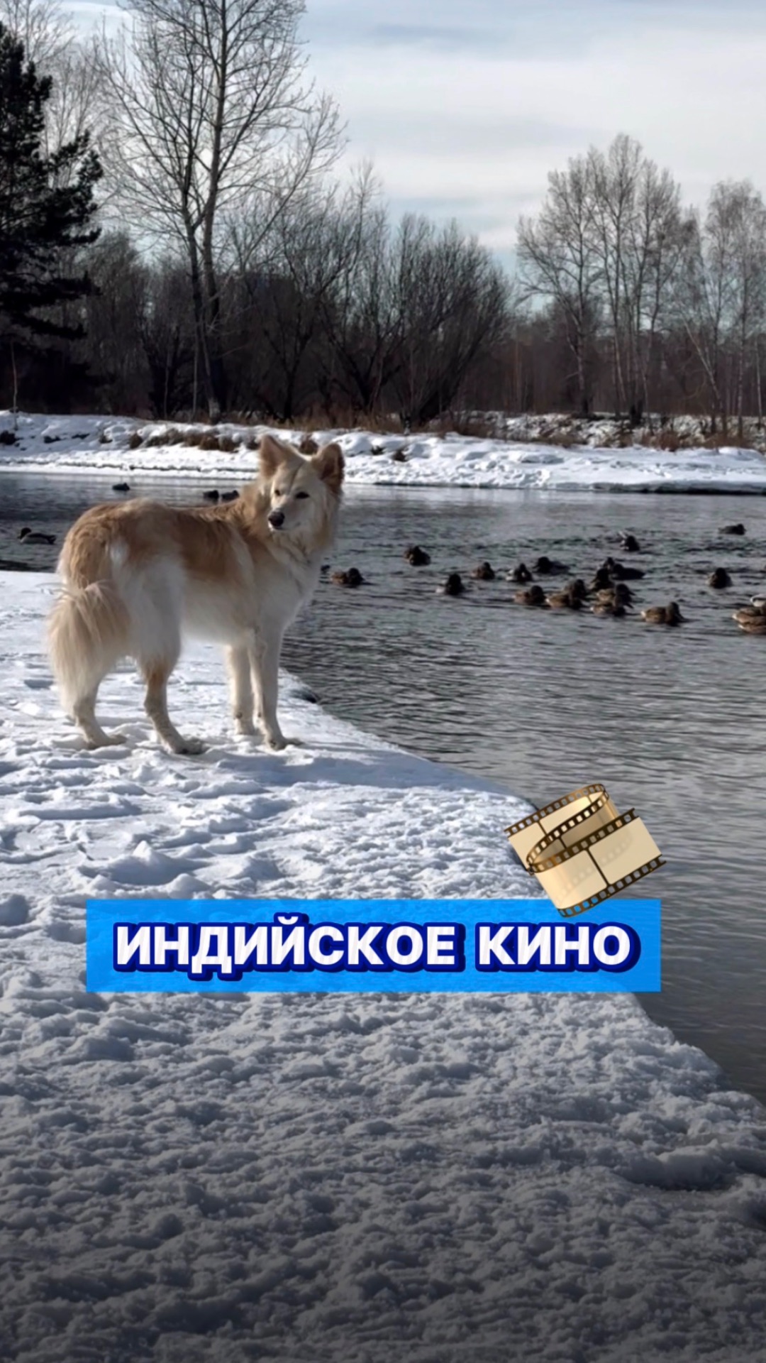 Это действительно работает!😂 Рекомендуем 🔥 #собака #юмор #смешныеживотные #забавныепитомцы