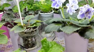 Фиалки у Алисы 💖. Очередная порция красоты в ленту.