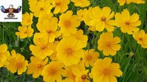 Arcadianca - Я же любила тебя