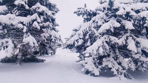 зимний лес зимой в лесу VID_20260112_152448