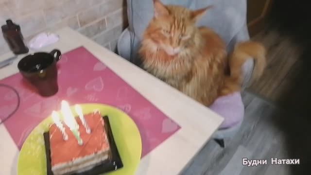 Снег! День рождение! Вкусный тортик!