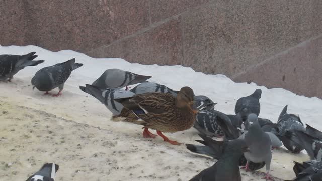 Утки зимой. Утка гоняет голубей смотреть онлайн