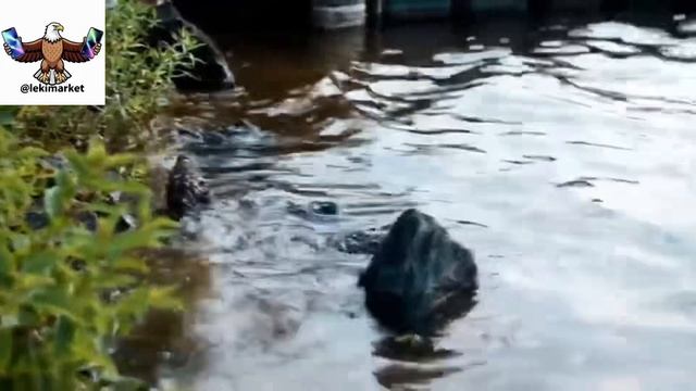 Arcadianca - Ты не смотри так